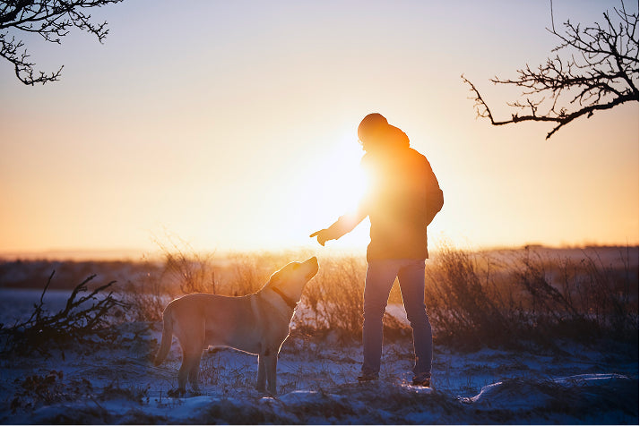 Welche Kauartikel passen zu welchem Hund? Ein einfacher Ratgeber für Größe, Alter und Beißkraft