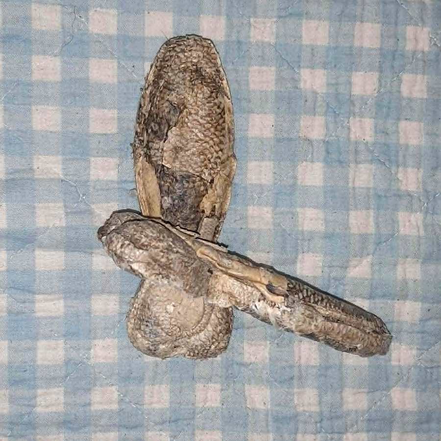 Knochen aus Dorschhaut