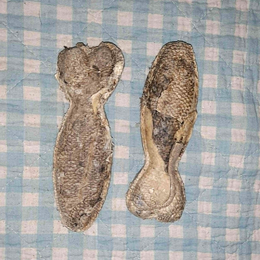 Knochen aus Dorschhaut