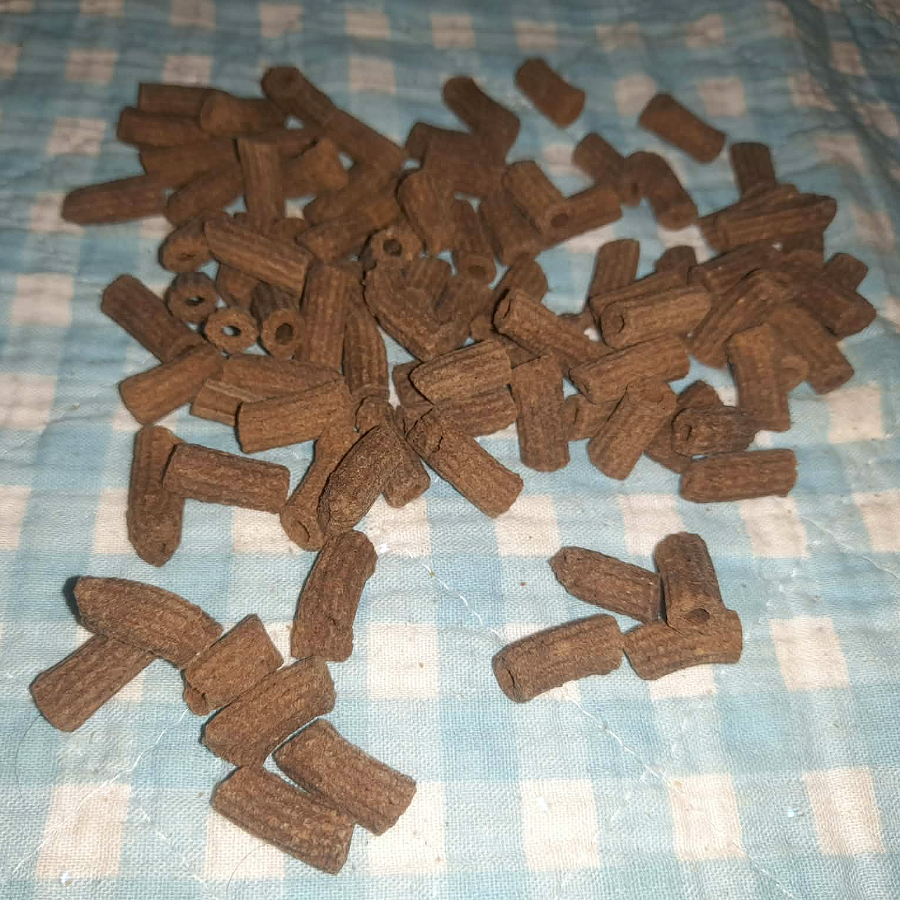 Insekten Pasta