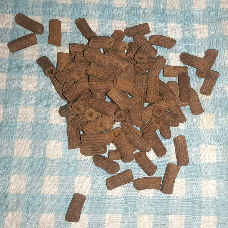 Insekten Pasta