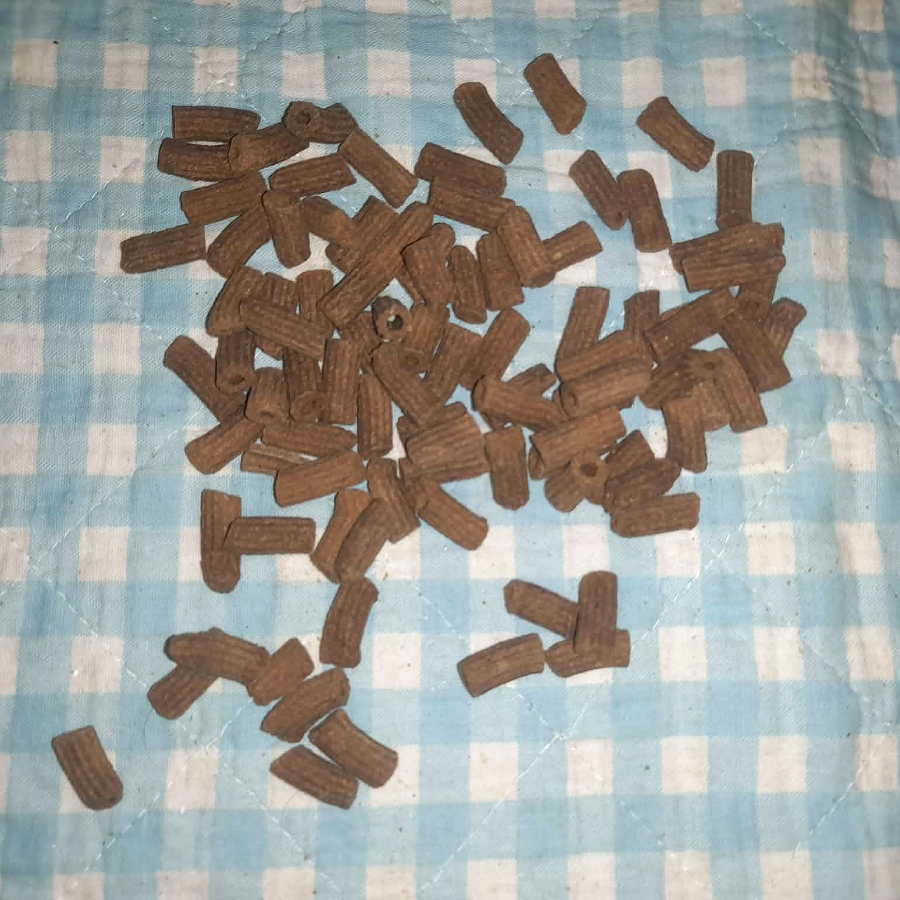 Insekten Pasta
