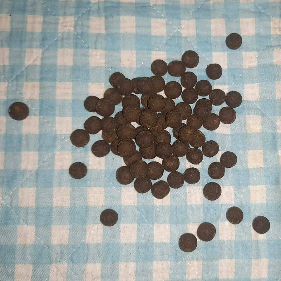 Softtraum Insekten