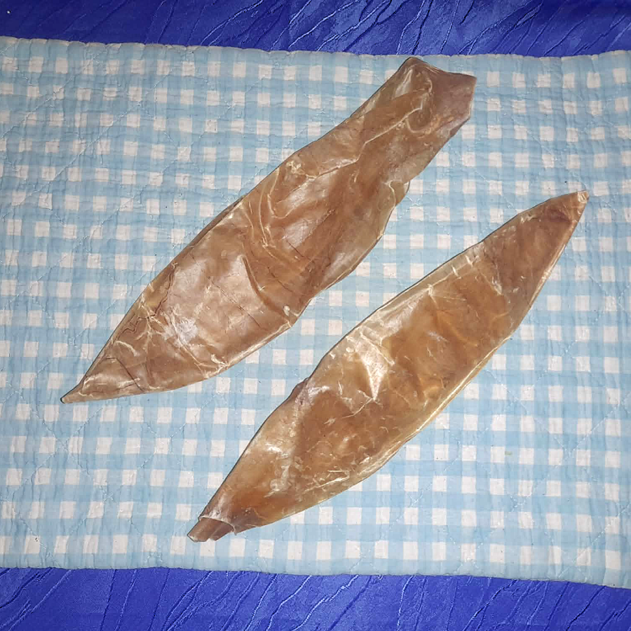 Kälber Blase