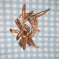 Silling ca. 4-7 cm