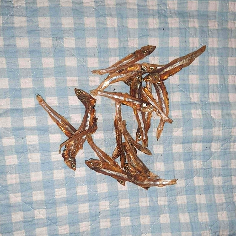 Silling ca. 4-7 cm