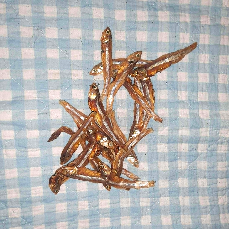 Silling ca. 4-7 cm