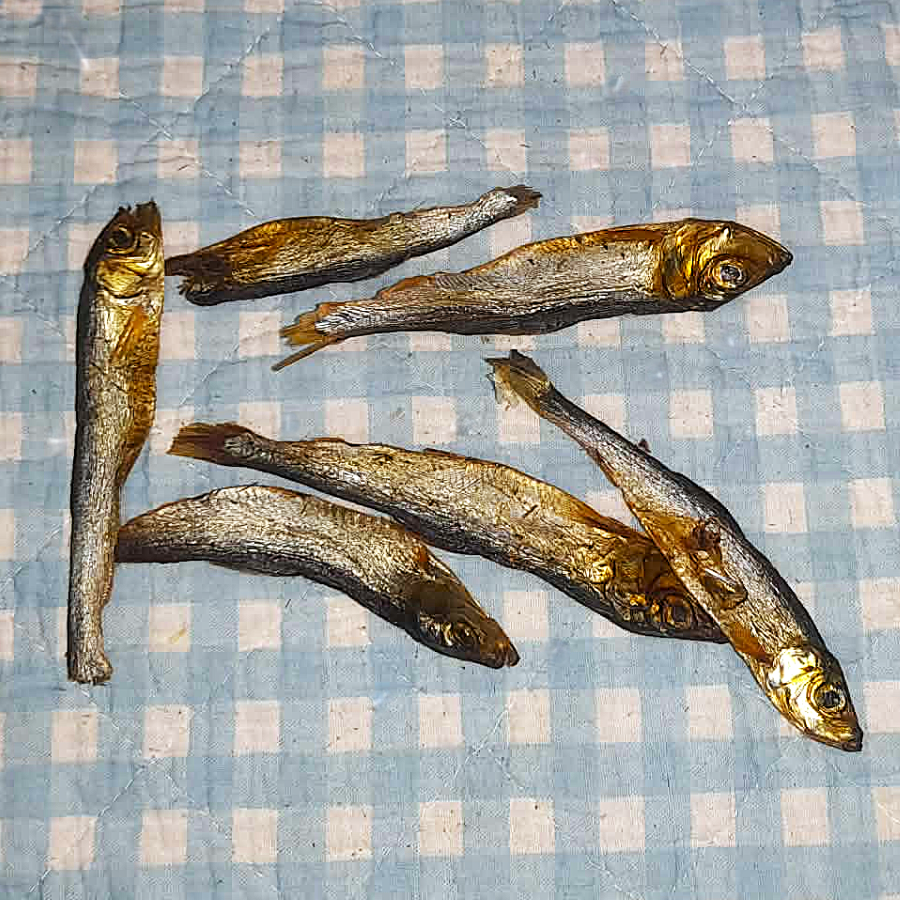 Sprotten groß