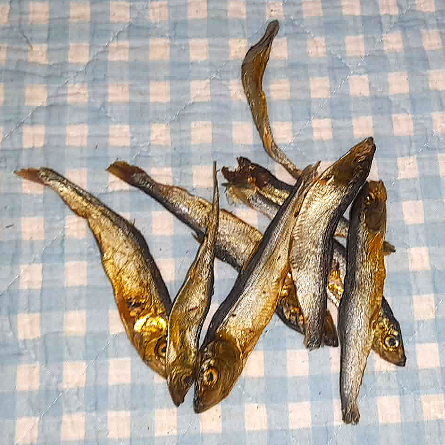 Sprotten groß
