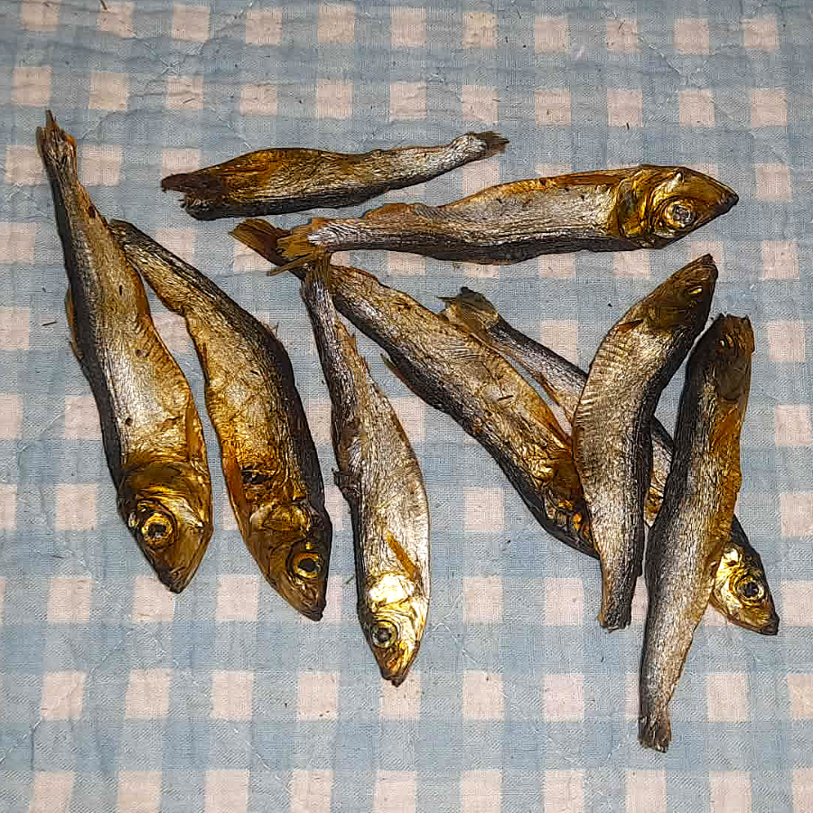 Sprotten groß